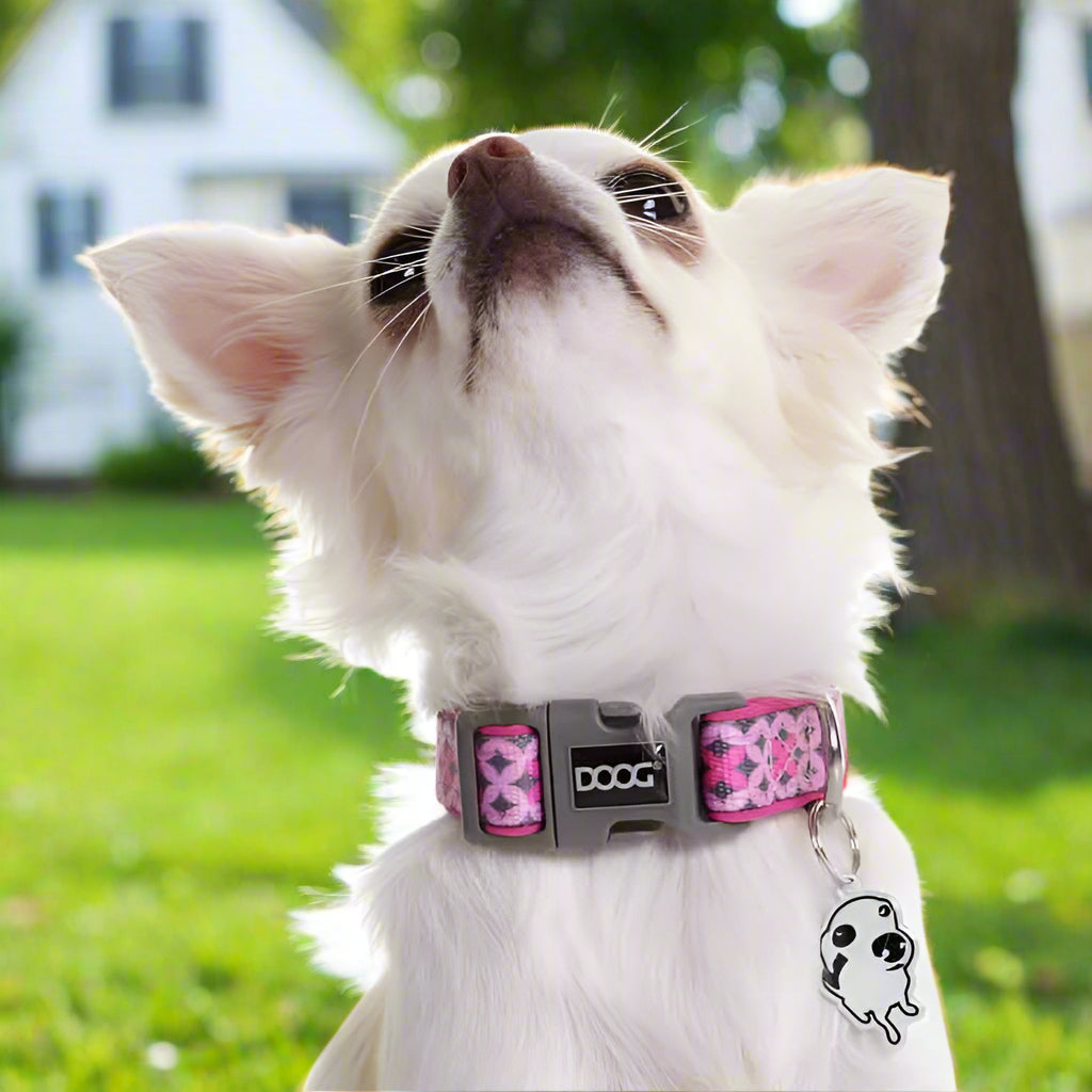 Doog Neoprene Dog Collar - Dog Collars - Doog