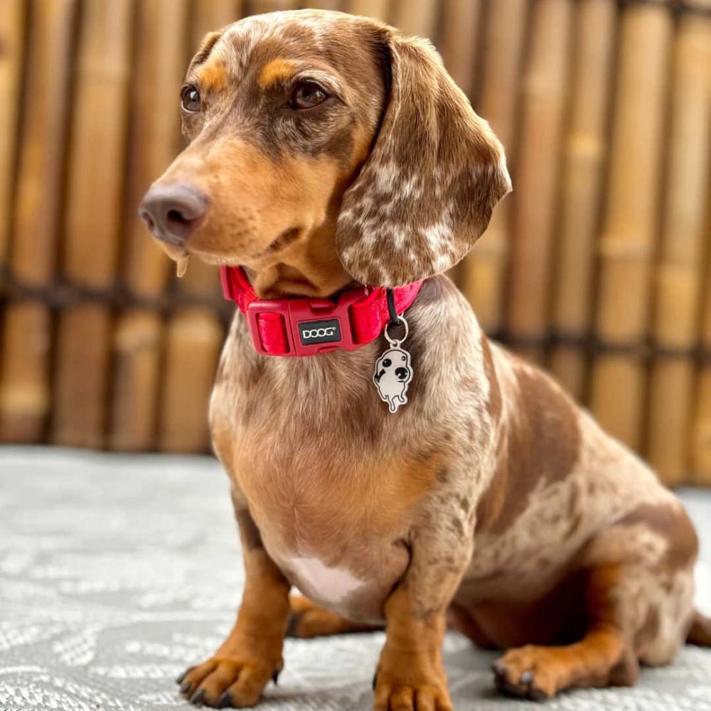 Doog Neosport Neoprene Dog Collar - Dog Collars - Doog