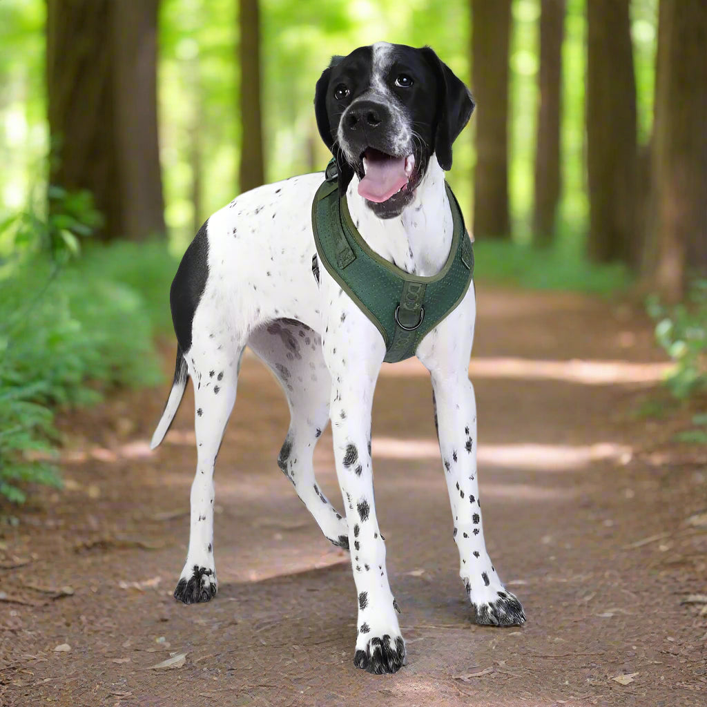 Doog Neosport Soft Dog Harness - Dog Harnesses