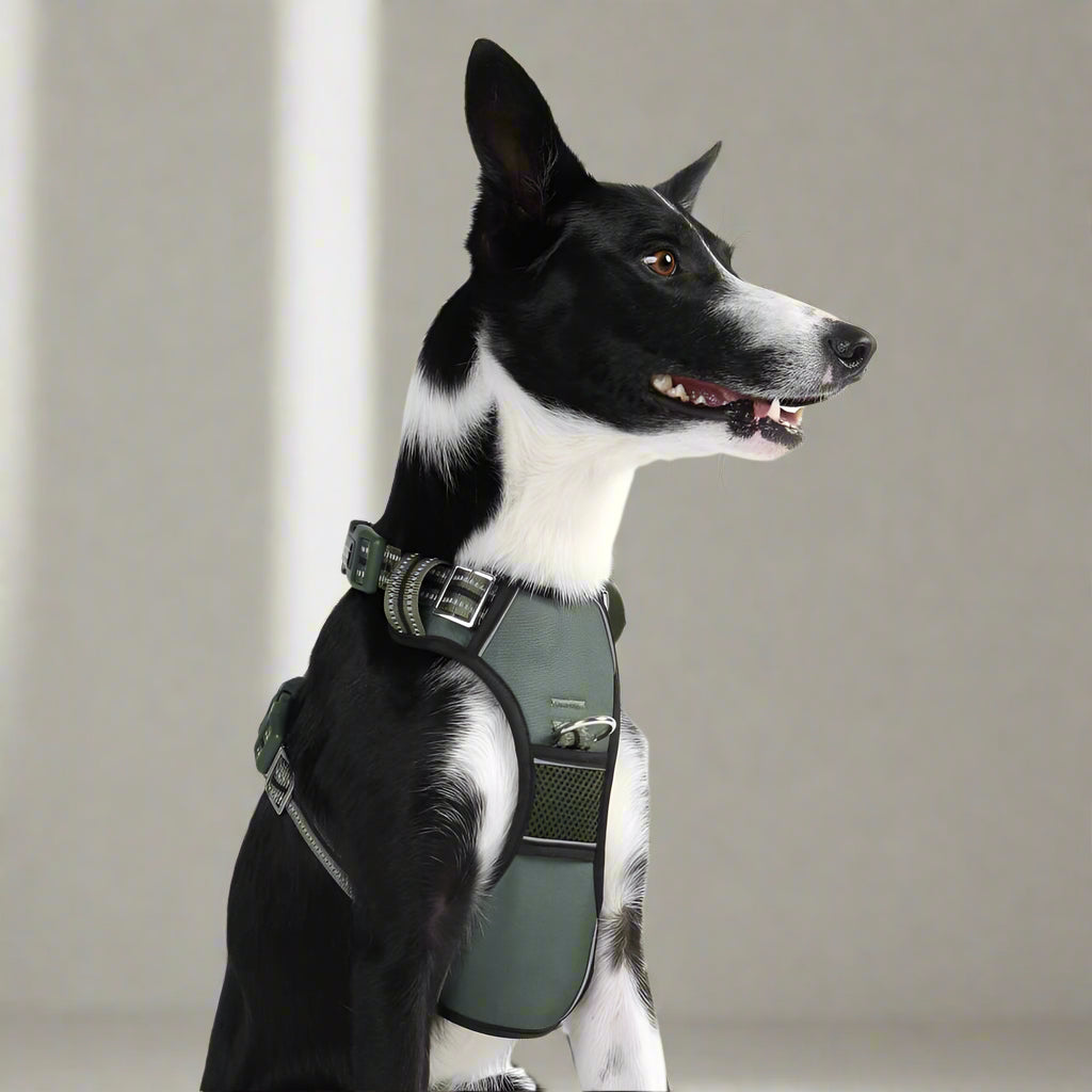 Doog Neotech Control Dog Harness - Dog Harnesses
