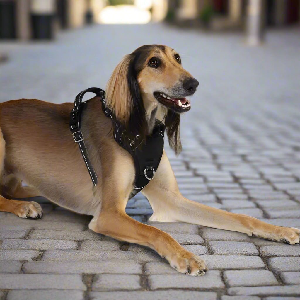 Doog Neotech Control Dog Harness - Dog Harnesses