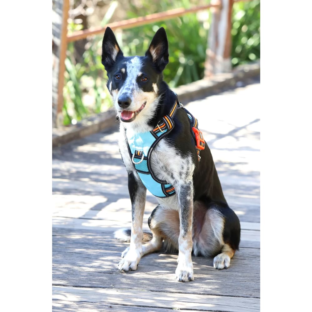 Doog Neotech Control Dog Harness - Dog Harnesses
