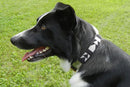 Ebony & Ivory Beaded Dog Collar - Dog Collars - Maasai