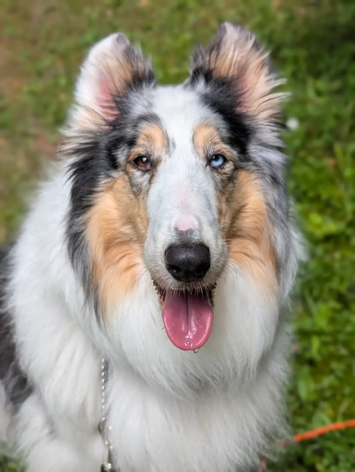 Every Dog Has a Story