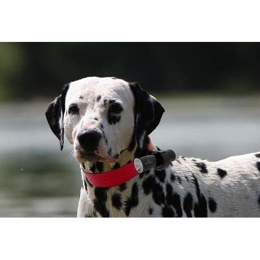 Eyenimal Dog Videocam - Attaches to Collar - Dog Collar Cam