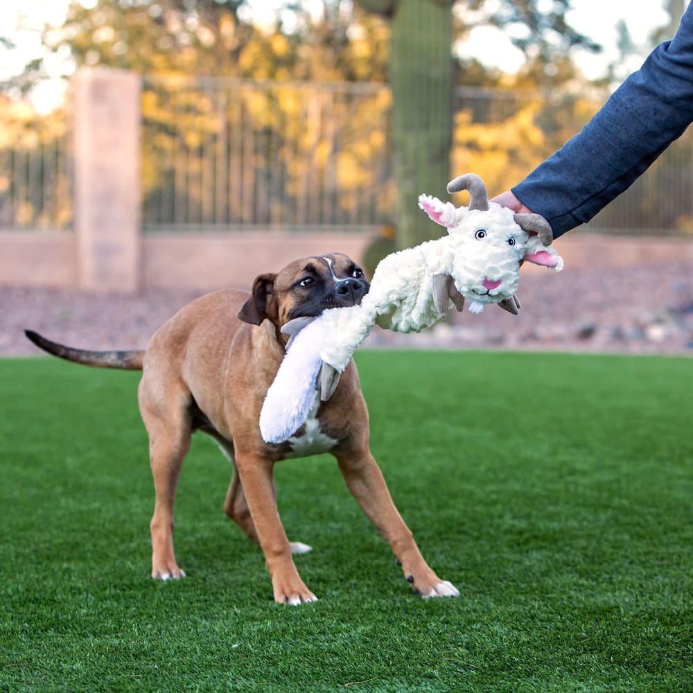 Fat Tail Dog Squeak Toy