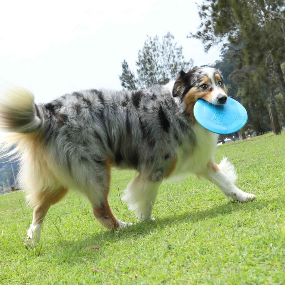 Fetch-ables Fetch-A-Disc Dog Toy - Doog
