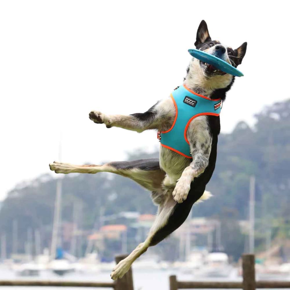 Fetch ables Fetch A Disc Dog Toy Doog