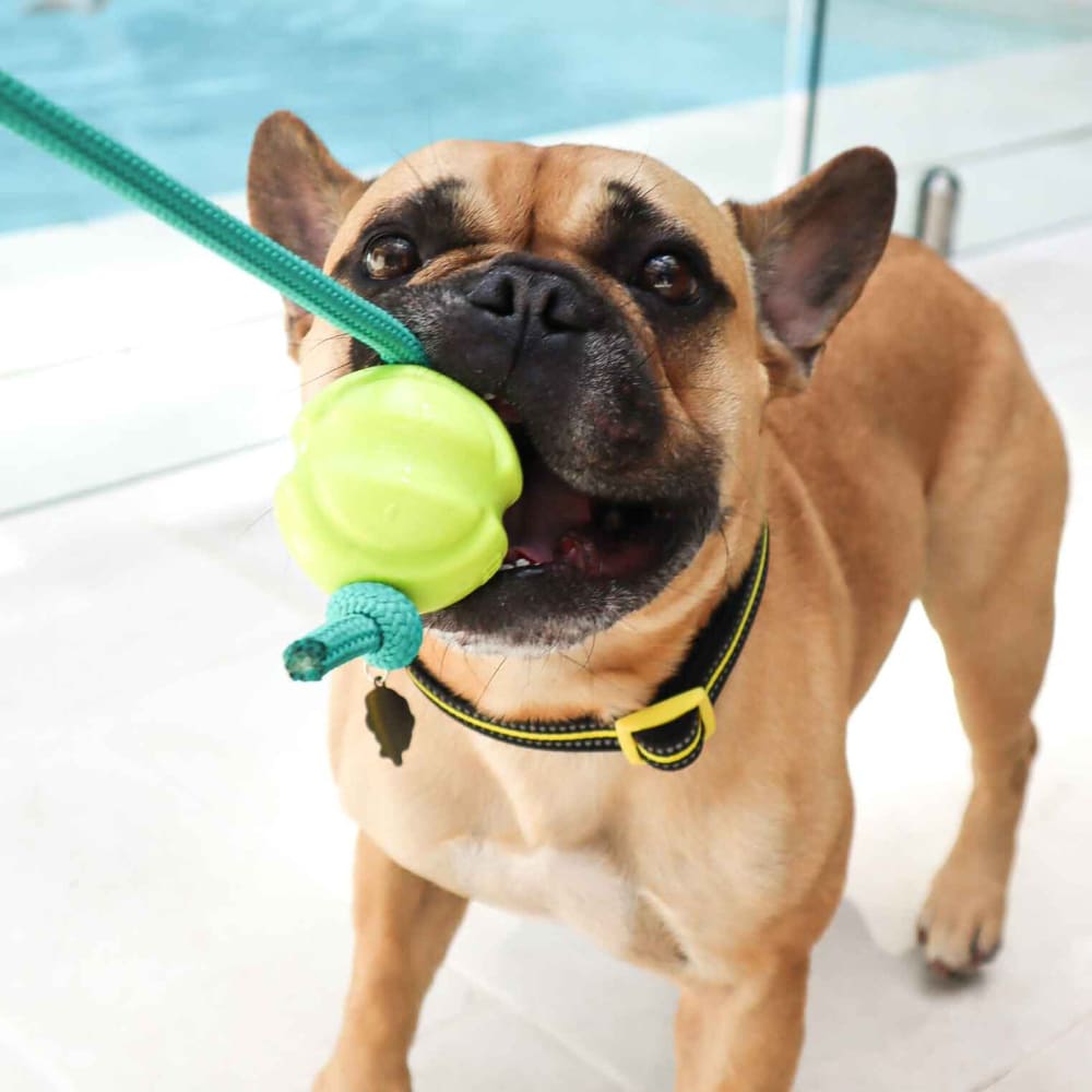 Fetch ables Fetch A Tug Dog Toy Doog