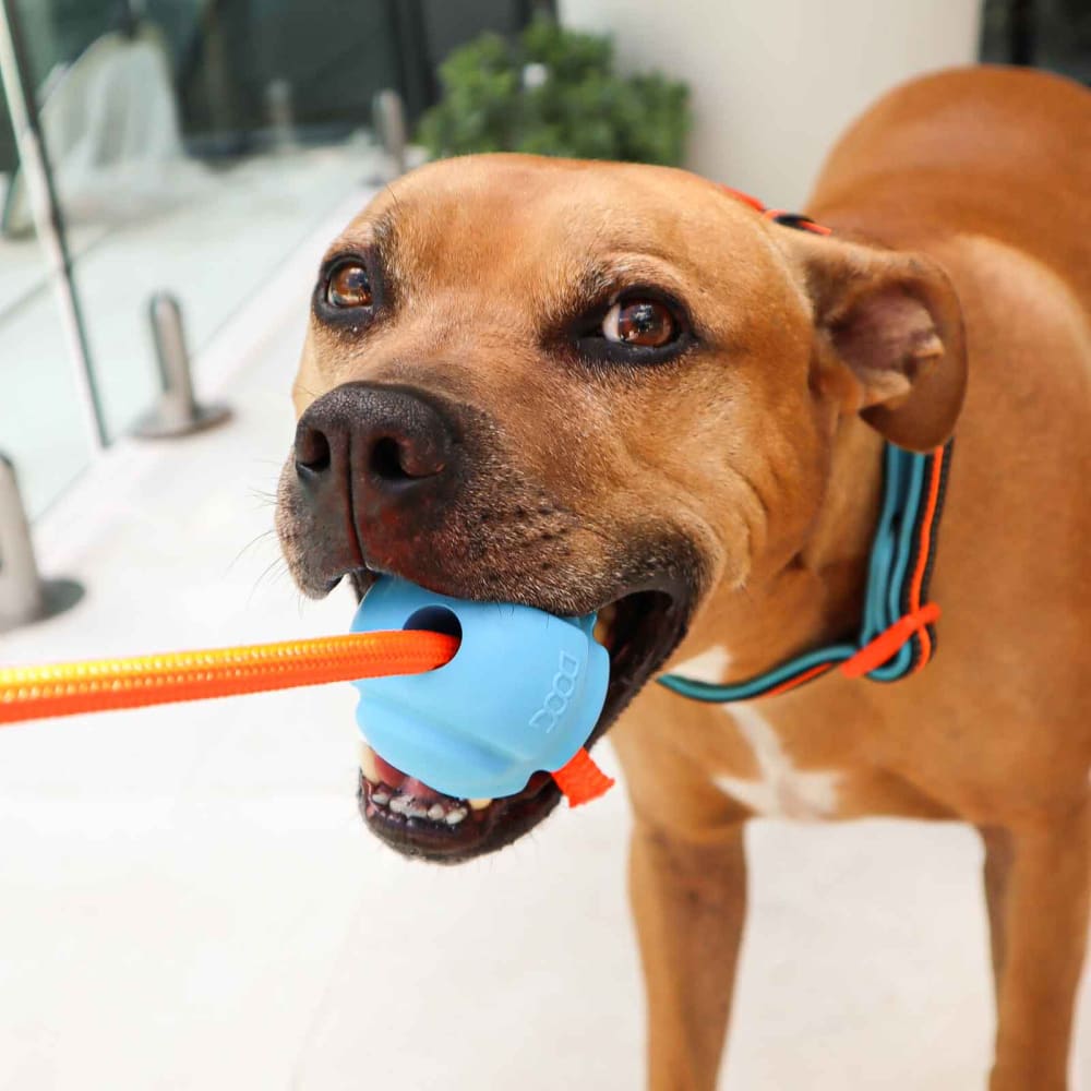 Fetch-ables Fetch-A-Tug Dog Toy - Doog