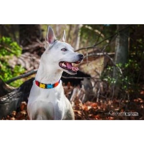 Flower Power Beaded Dog Collar - Dog Collars - Maasai