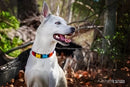 Flower Power Beaded Dog Collar - Dog Collars - Maasai