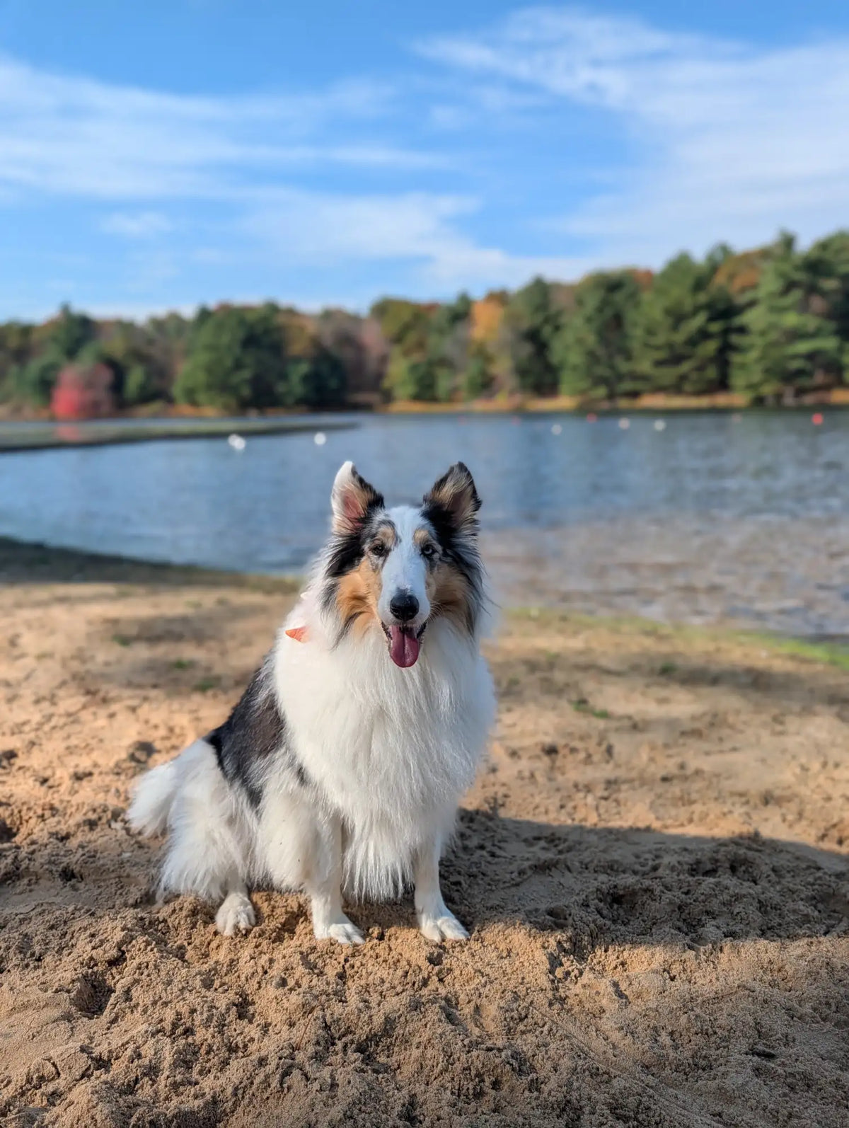 A fluffy tri-color shetland sheepdog with a white coat, black and tan markings, sitting on sandy ground near a lake.