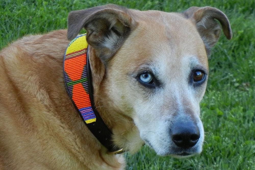 Hippo Circus Beaded Dog Collar