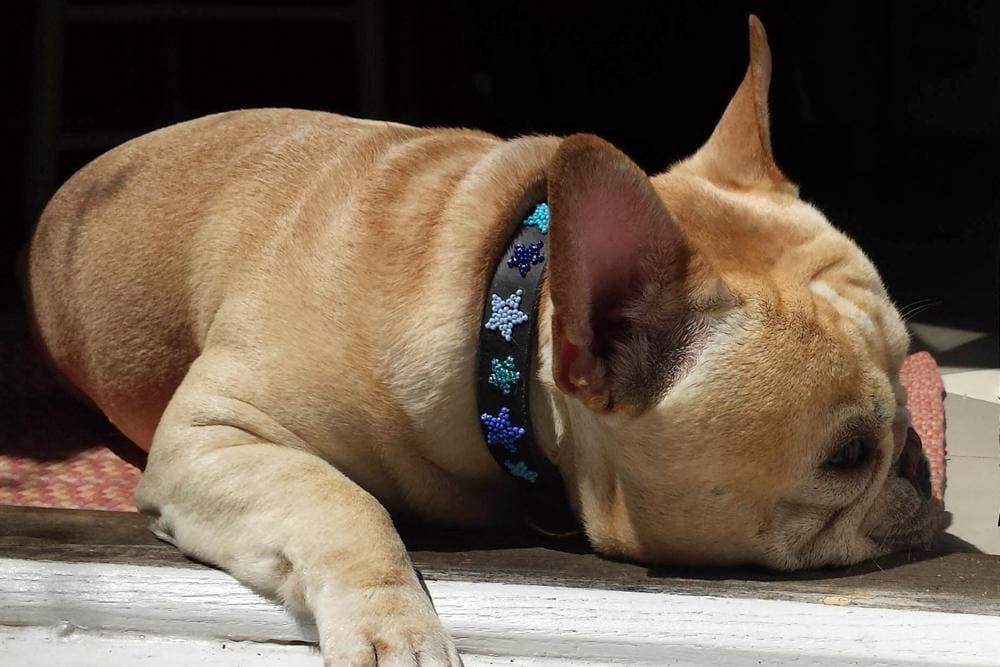 Indigo Stars Beaded Dog Collar - Dog Collars - Maasai