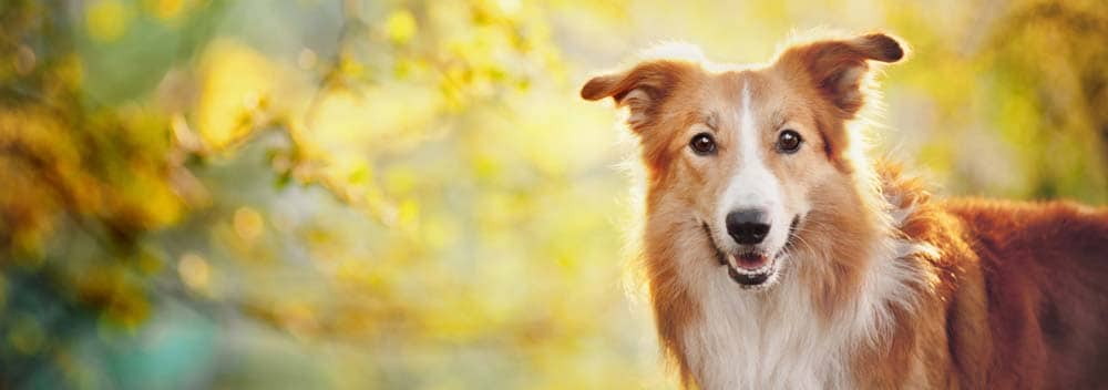 Breed Snapshot - The Border Collie
