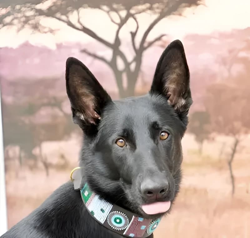 Jacaranda Beaded Dog Collar - Dog Collars - Maasai