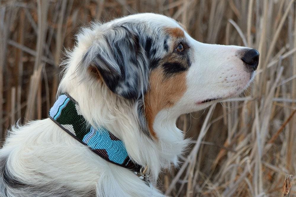 Jacaranda Beaded Dog Collar
