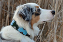 Jacaranda Beaded Dog Collar - Dog Collars - Maasai