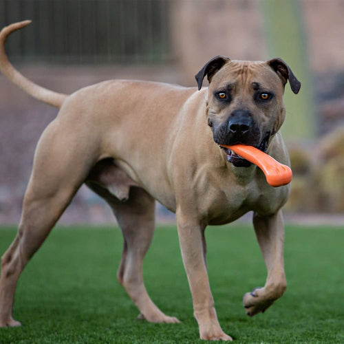 Jolly Chew Bone - Toss and Retrieve Dog Toy