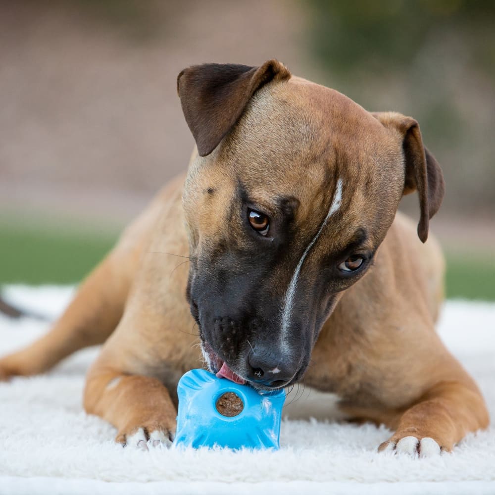 Jolly Chew Squarble Dog Toy