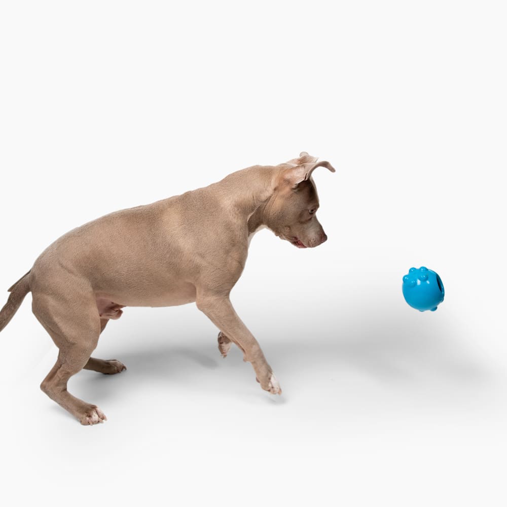 Jolly Dipper™ Dog Toy Dog Chew Toy
