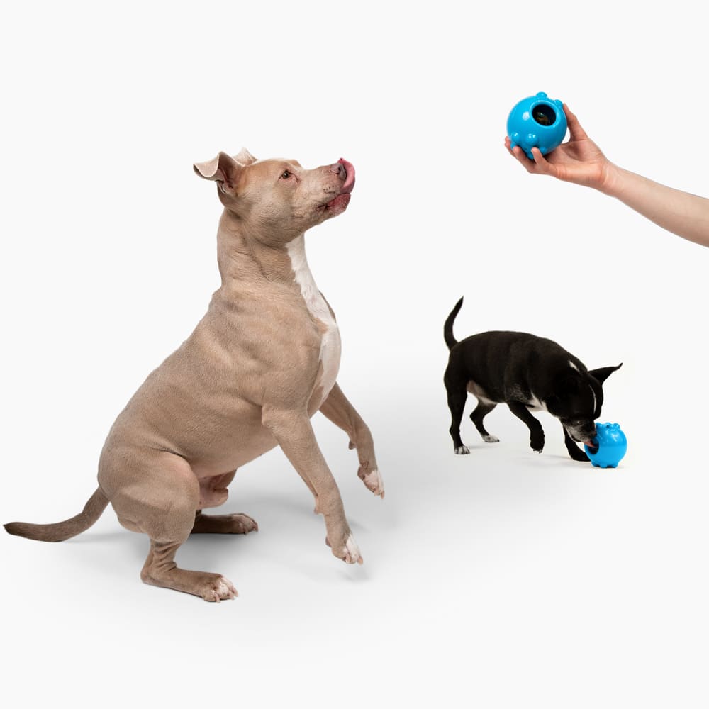 Jolly Dipper™ Dog Toy - Dog Chew Toy