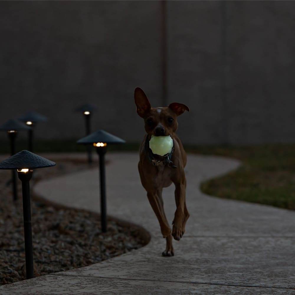 Jolly Jumper Dog Toy