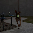 Jolly Jumper Dog Toy - Toss and Retrieve Dog Toy