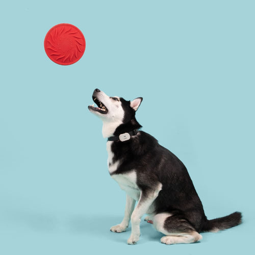 Jolly Tuff Flyer Dog Toy - Toss and Retrieve Dog Toy