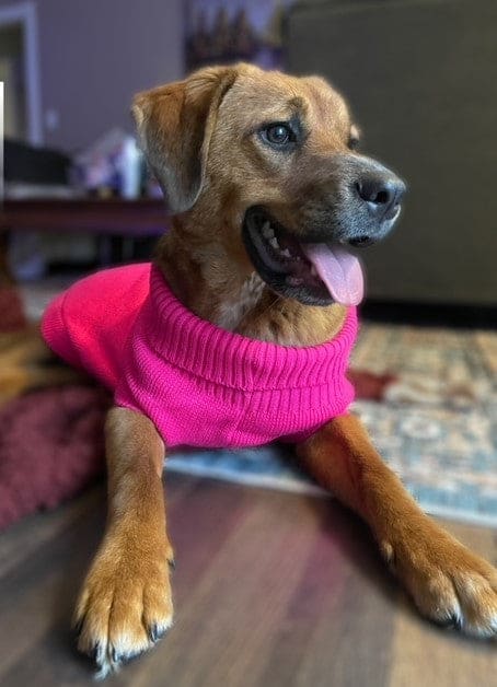 Knit Dog Sweaters - Clearance - Outlet - Pet Sweater