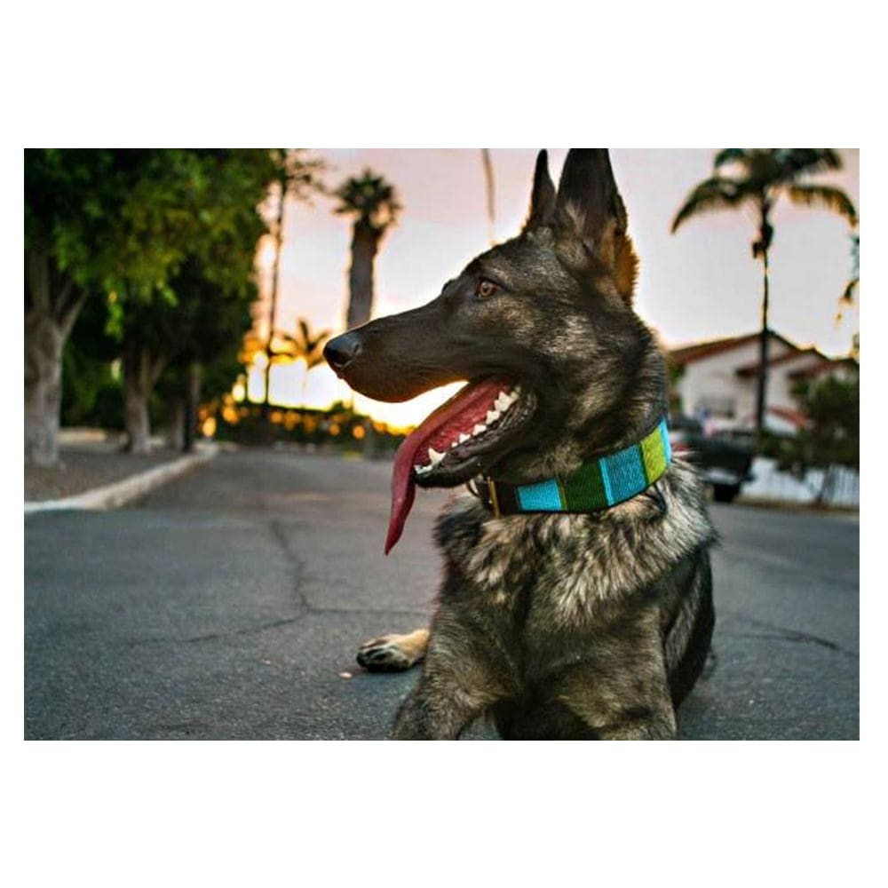 Lagoon Beaded Dog Collar - Dog Collars - Maasai