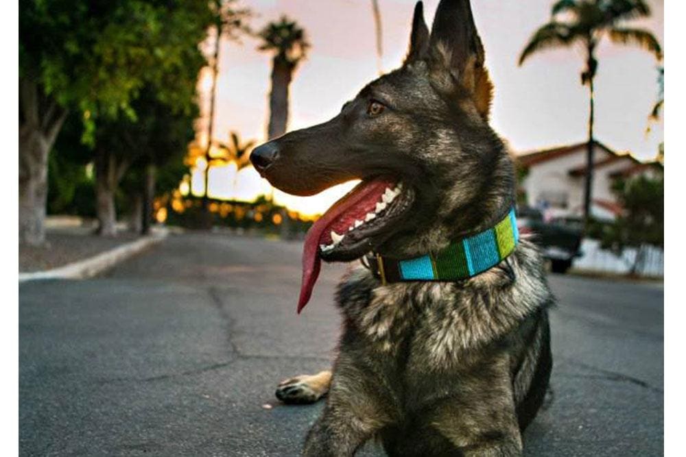 Lagoon Beaded Dog Collar
