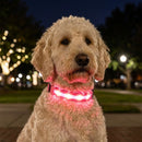 LED Light-Up Dog Collar for Night Walks - Dog Collars