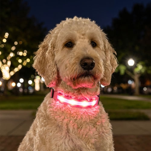LED Light-Up Dog Collar for Night Walks - Dog Collars