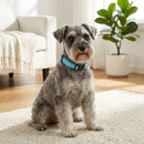 LED Light-Up Dog Collar for Night Walks - Dog Collars