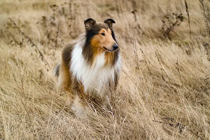 Breed Snapshot - The Rough Collie