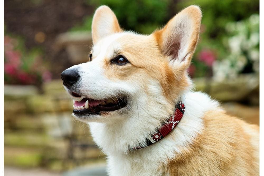 Maasai Shield Beaded Dog Collar