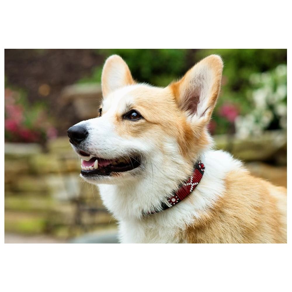 Maasai Shield Beaded Dog Collar - Dog Collars - Maasai