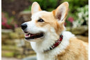 Maasai Shield Beaded Dog Collar - Dog Collars - Maasai