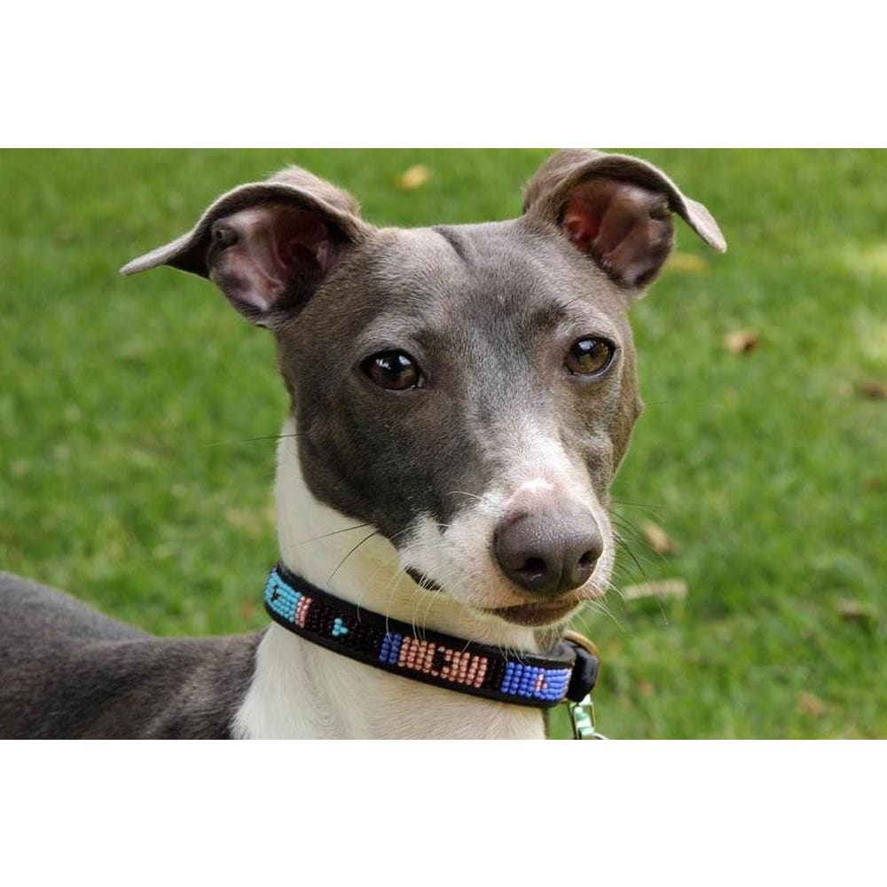 Malindi Beaded Dog Collar - Dog Collars - Maasai