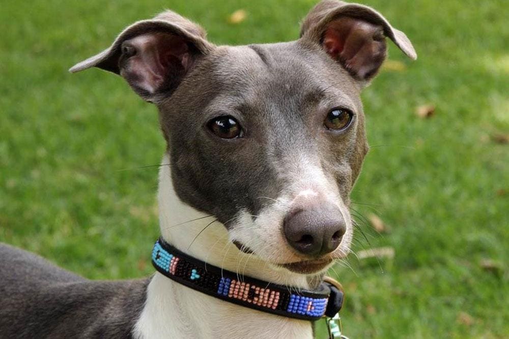 Malindi Beaded Dog Collar - Dog Collars - Maasai