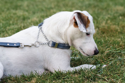 Martingale Blue Jeans Leather Dog Collar - Dog Collars