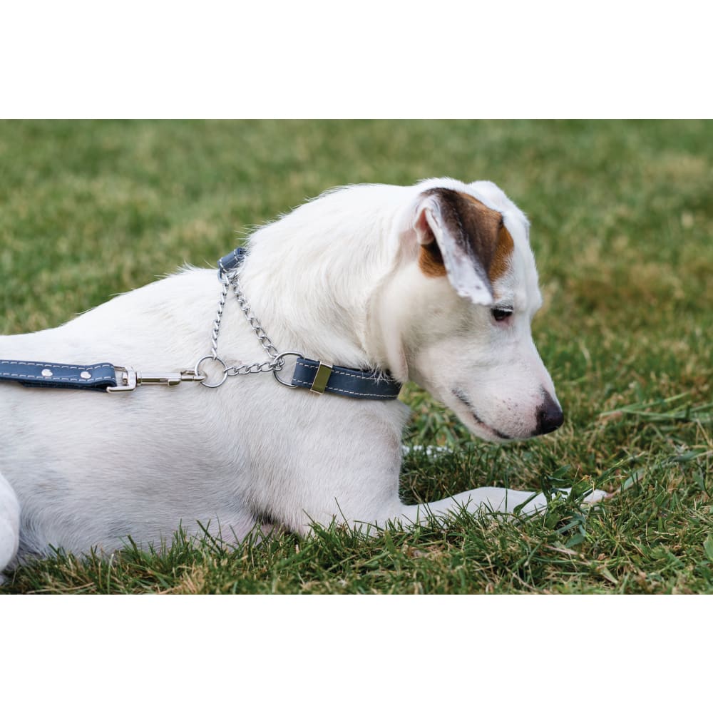 Martingale Blue Jeans Leather Dog Collar - Dog Collars