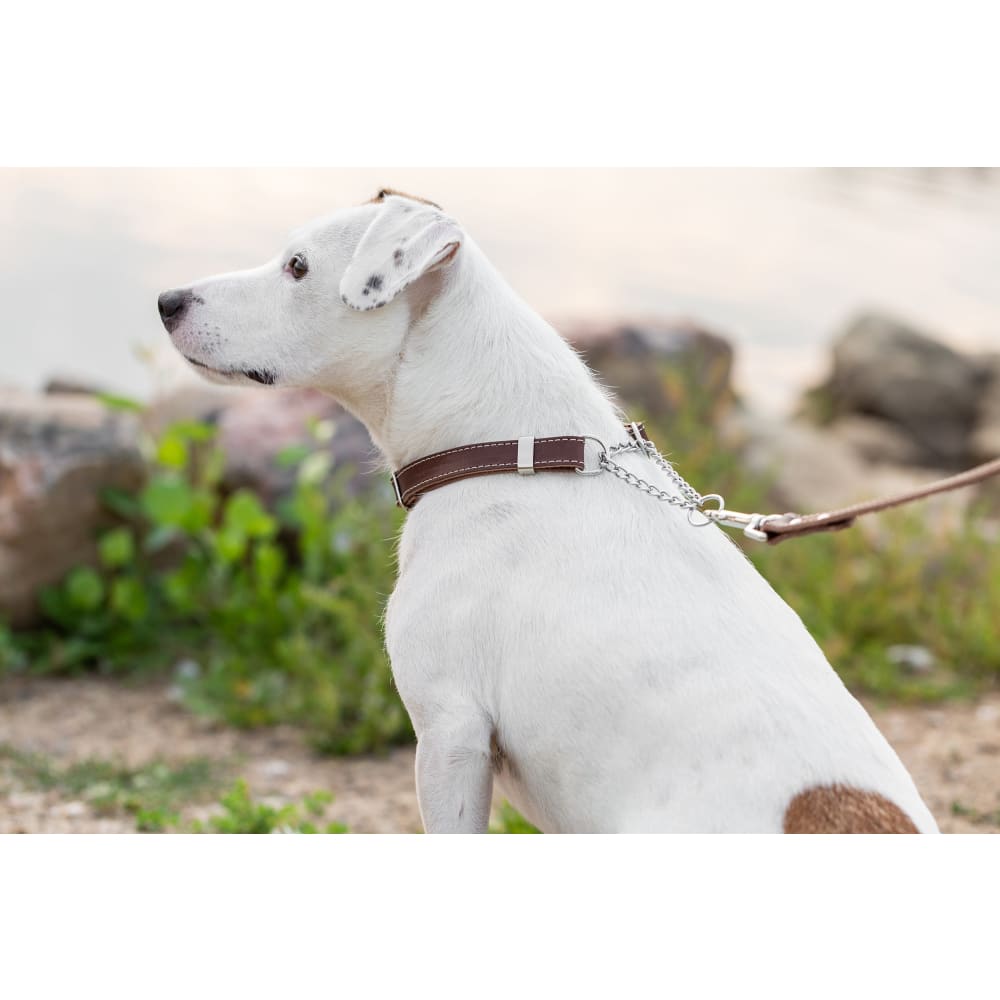 Martingale Chocolate Leather Dog Collar - Dog Collars