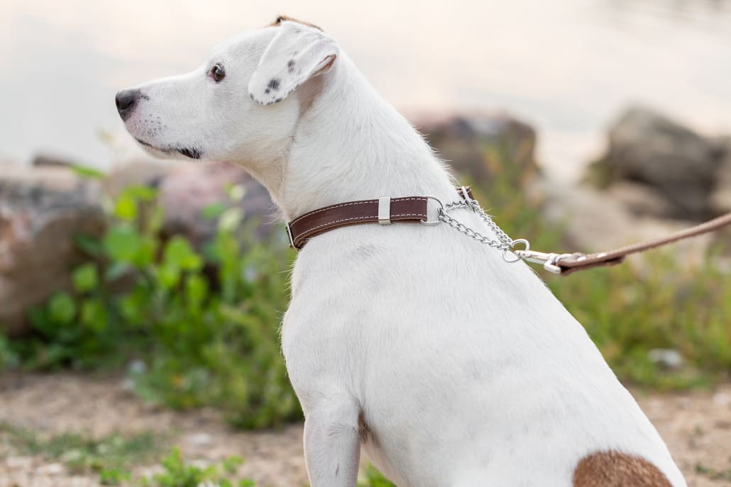 Martingale Chocolate Leather Dog Collar - Dog Collars