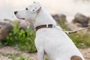 Martingale Chocolate Leather Dog Collar - Dog Collars