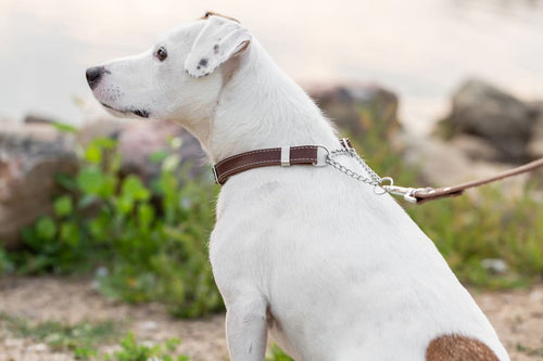 Martingale Chocolate Leather Dog Collar - Dog Collars