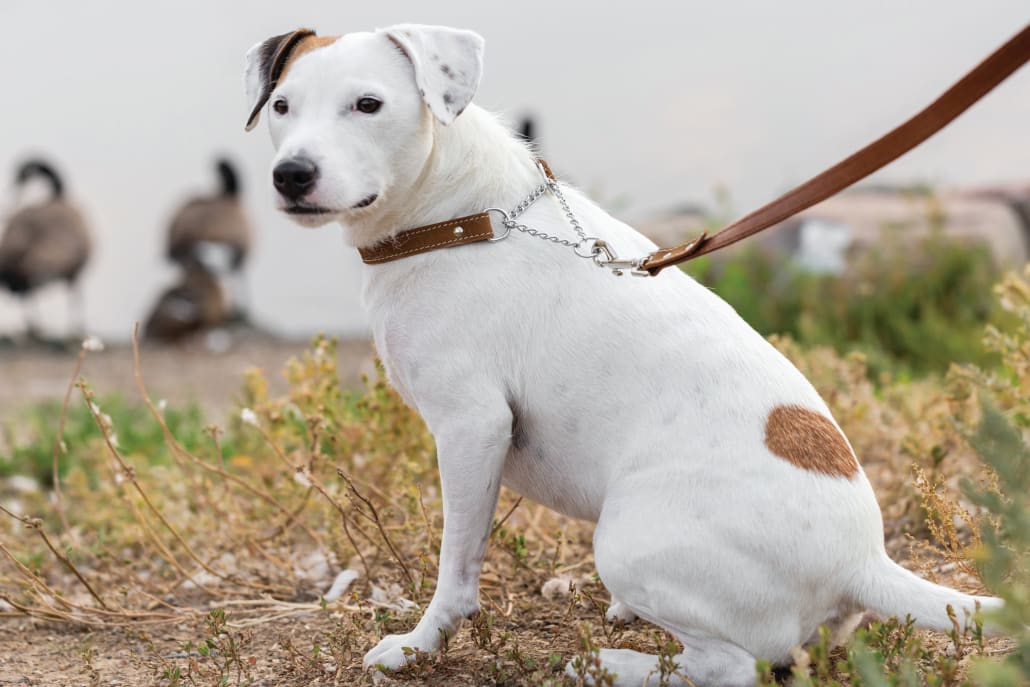 Martingale Earth Brown Leather Dog Collar - Dog Collars