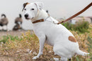 Martingale Earth Brown Leather Dog Collar - Dog Collars
